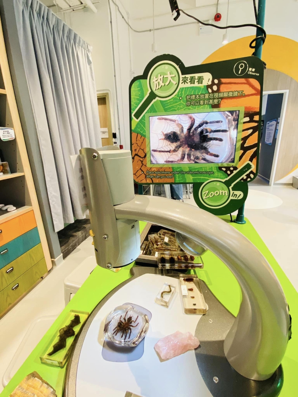 可以用放大鏡觀察昆蟲模型!