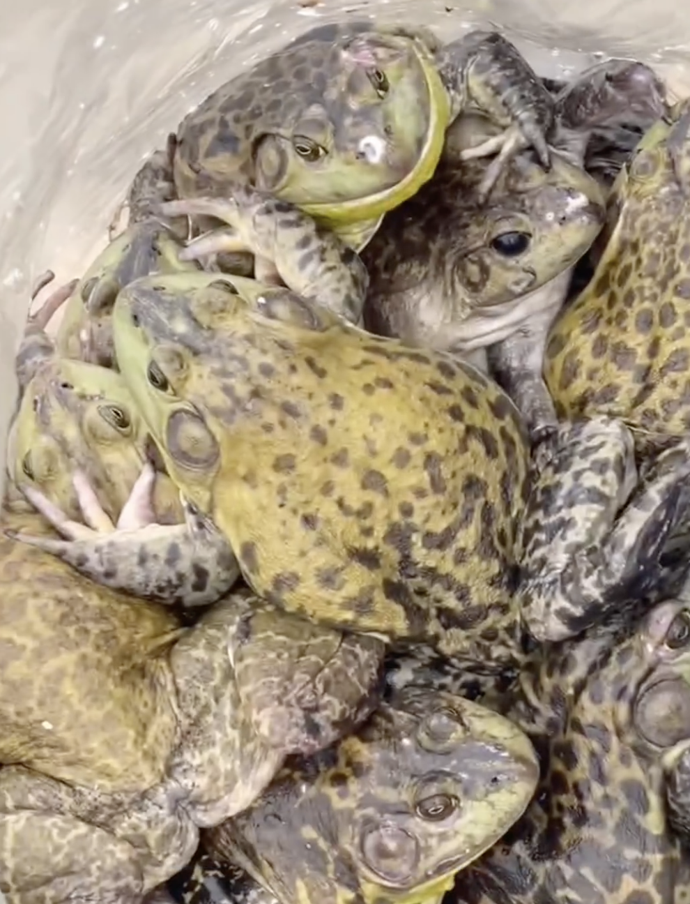 馬賽更對着牛蛙說「你們要自由了。」