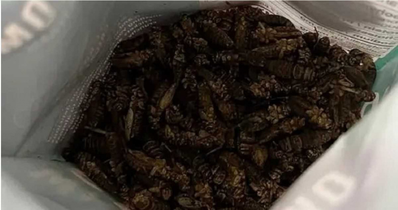 蟋蟀的蛋白質含量高達65.5％