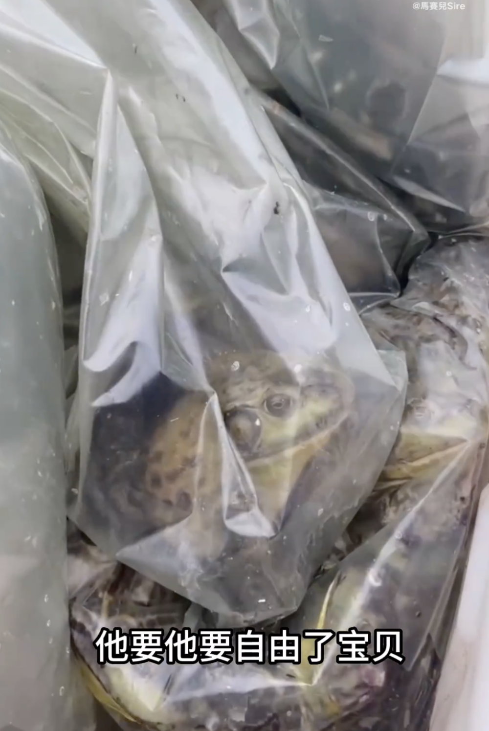 馬賽帶了大量魚、烏龜、鱔魚、蛙等，全部都裝在膠袋內，準備放生。