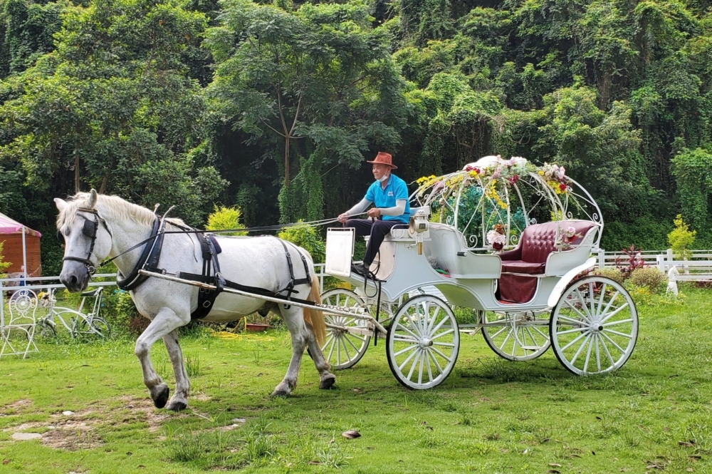 真的有白馬拉車！