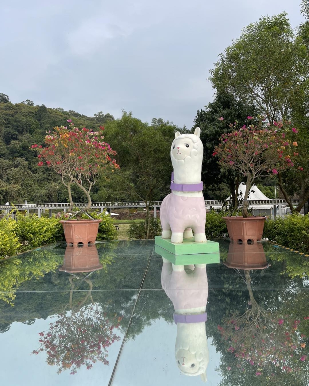 以羊駝為主題的「天空之鏡」。