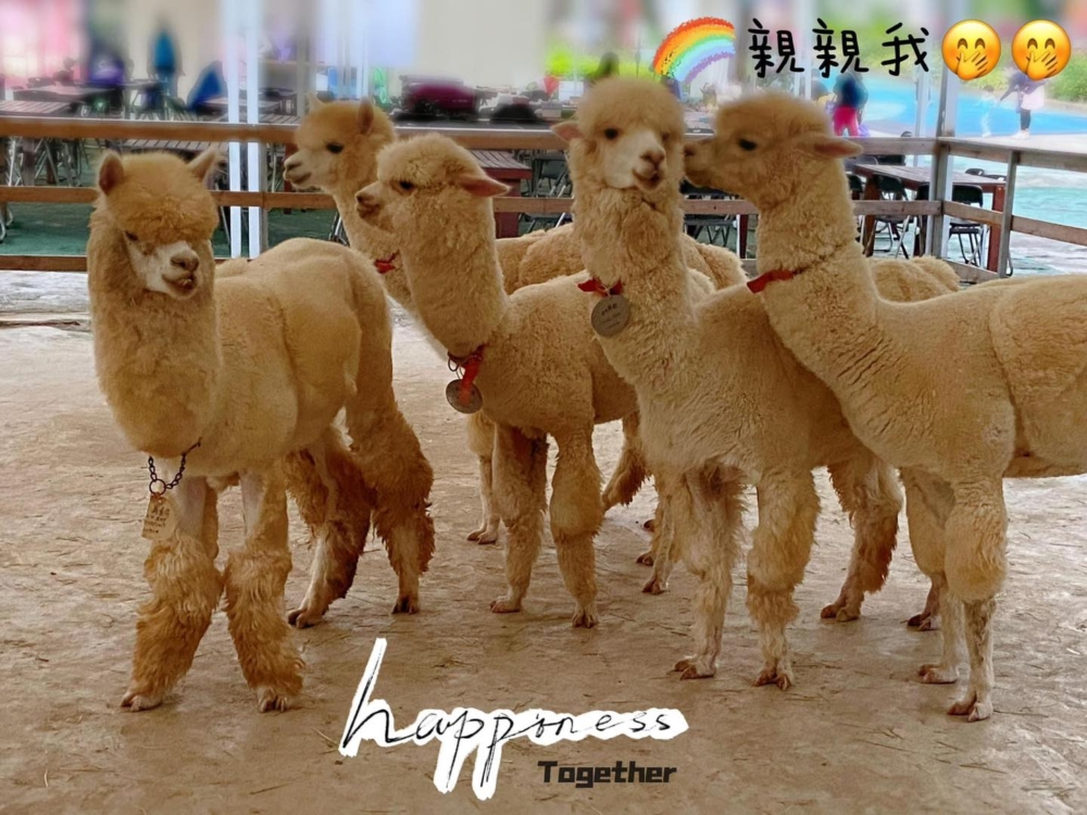 園內人氣景點就是可愛的羊駝！