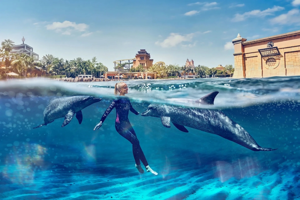 遊客能夠和海豚一起玩水。