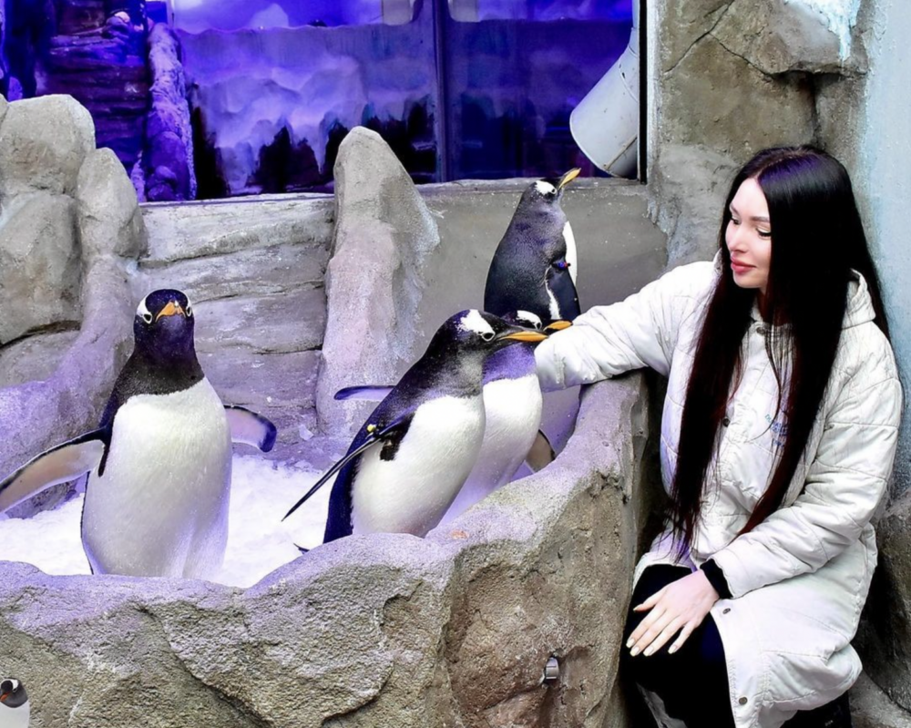 杜拜水族館和水下動物園引進巴布亞企鵝。