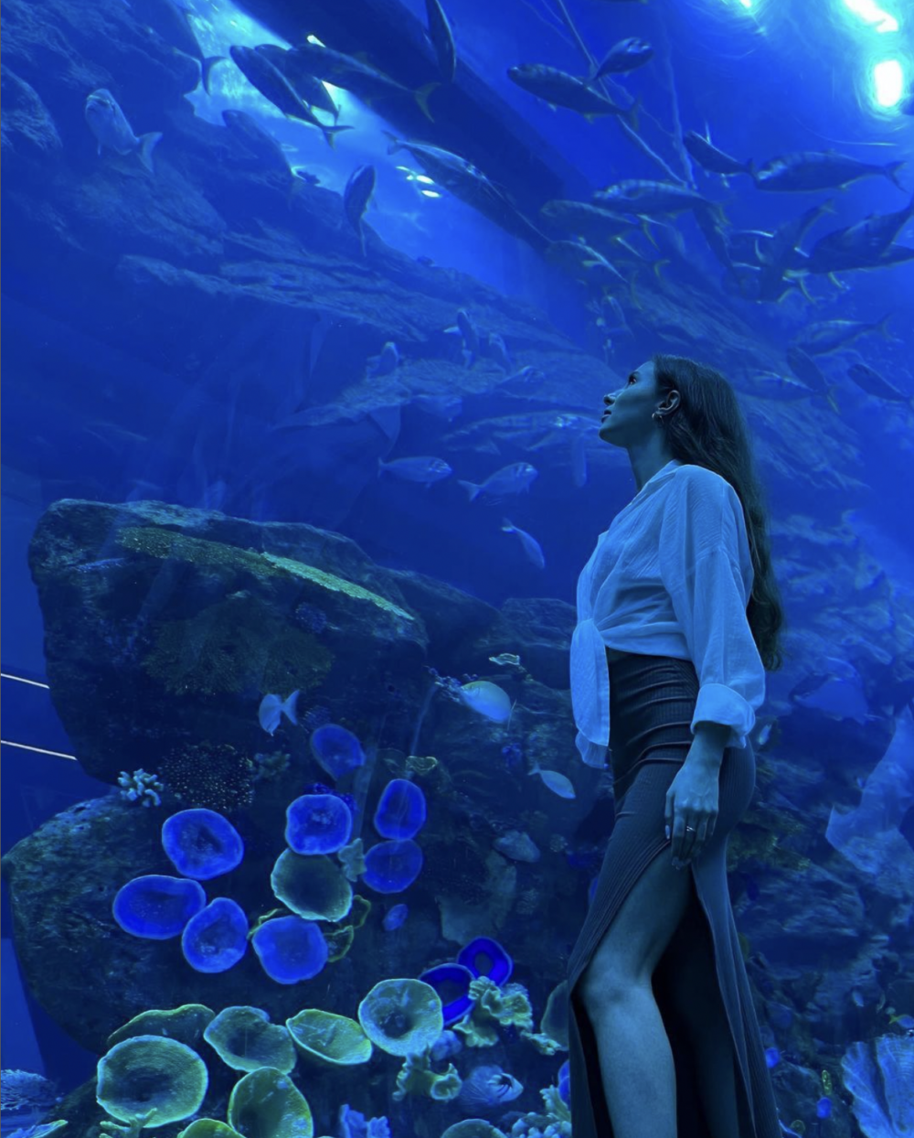 杜拜水族館和水下動物園擁有全球最大的透明水族缸。