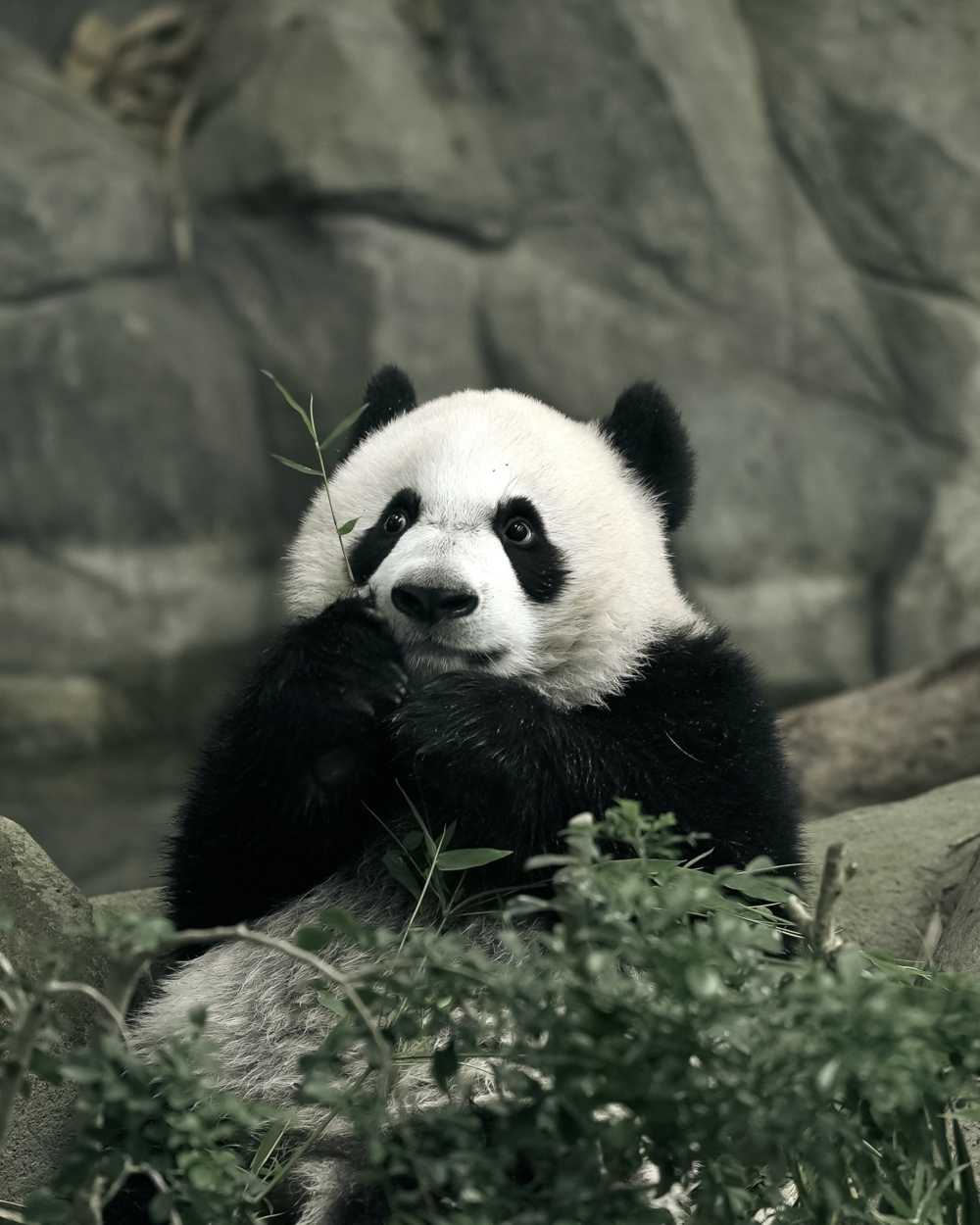 新加坡動物園裡的熊貓。