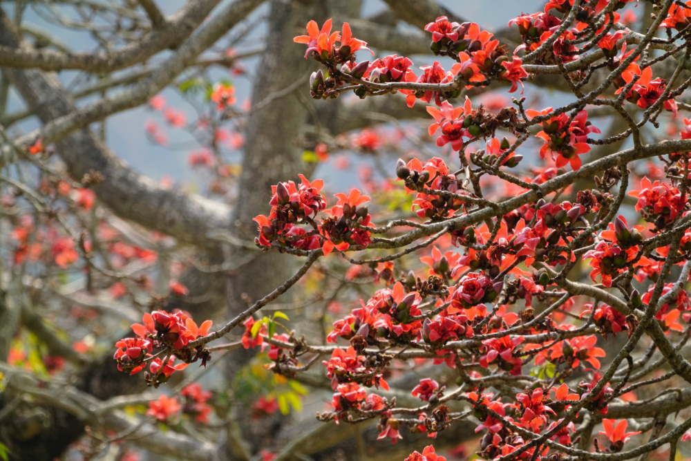 春暖花開的季節，有機會令花粉症發作