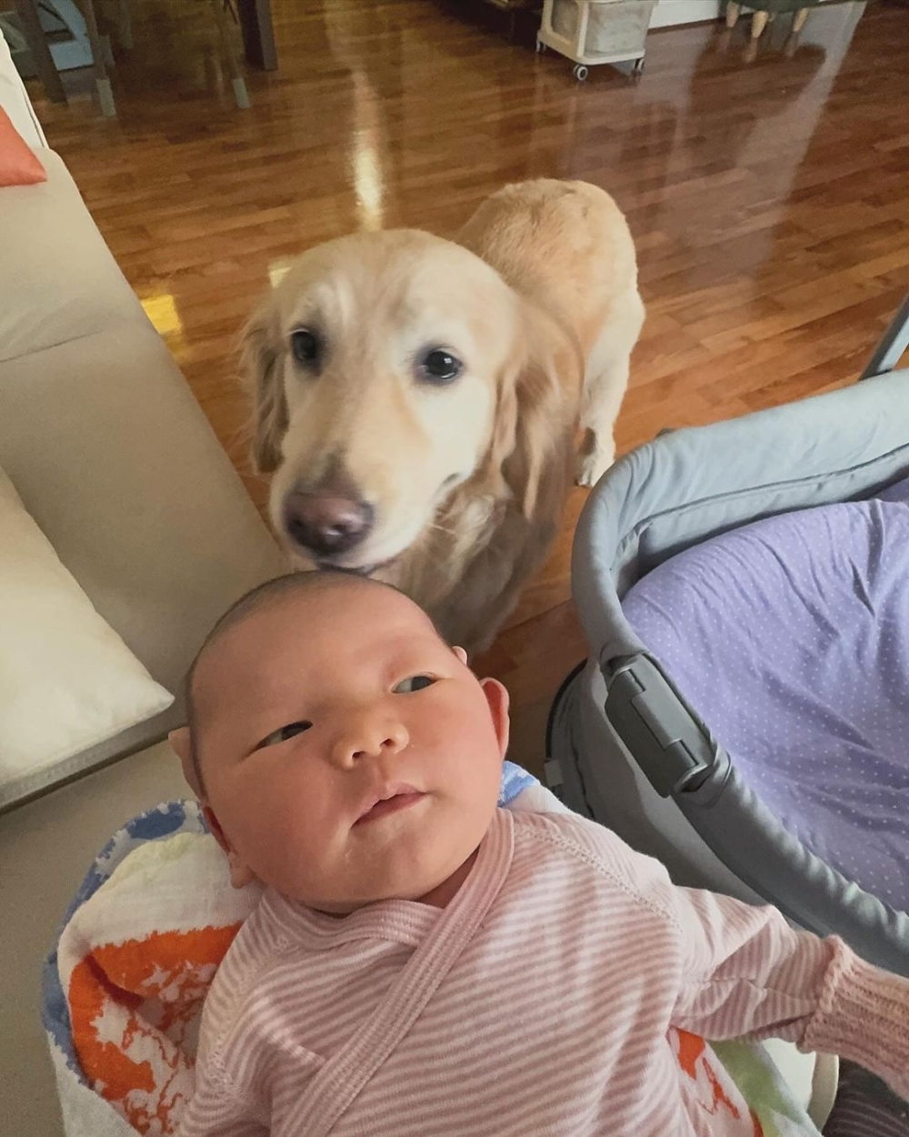 金毛尋回犬Molly經常守在Beryl身邊