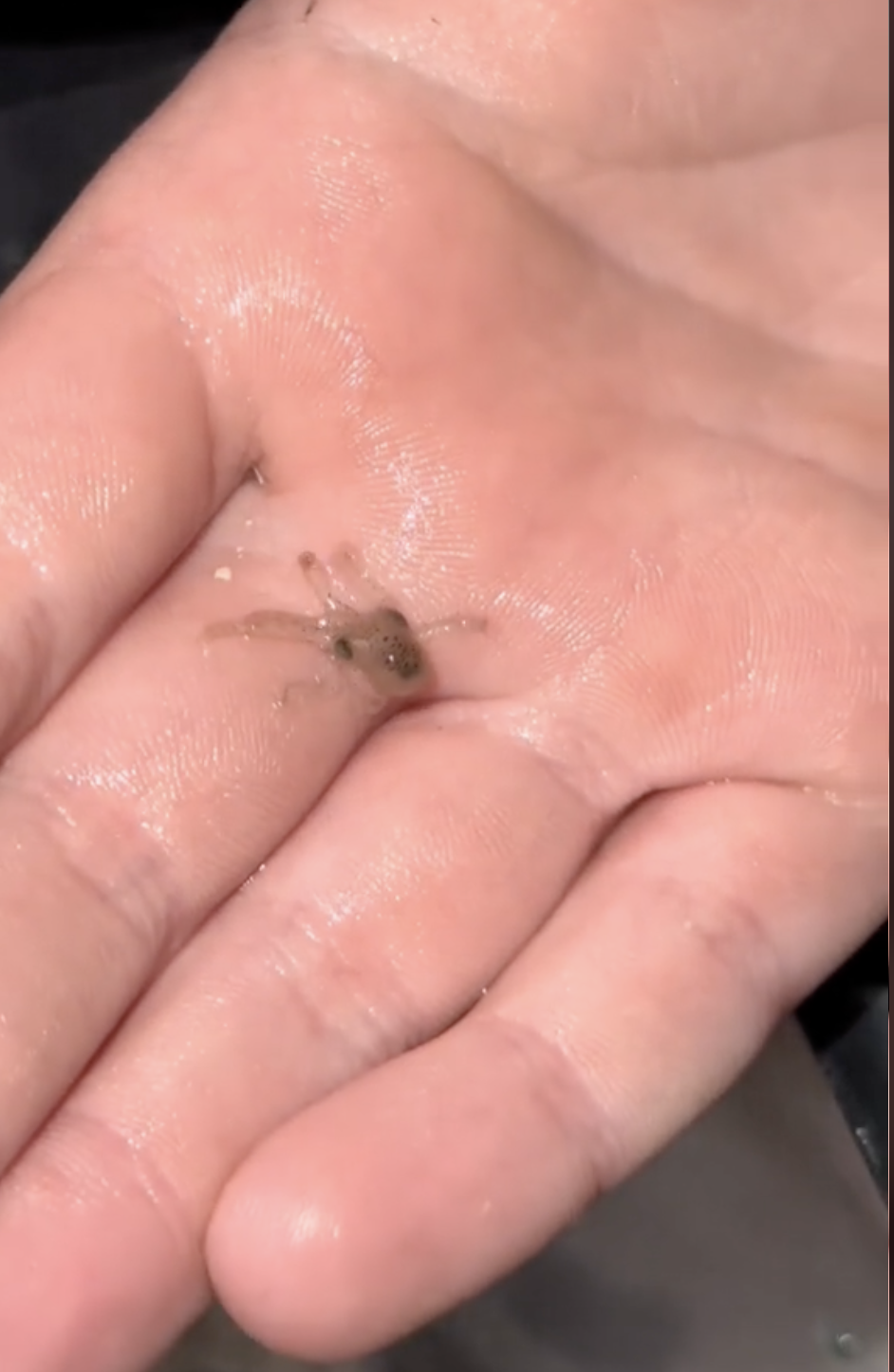 章魚BB在兒子手中顯得相當小。