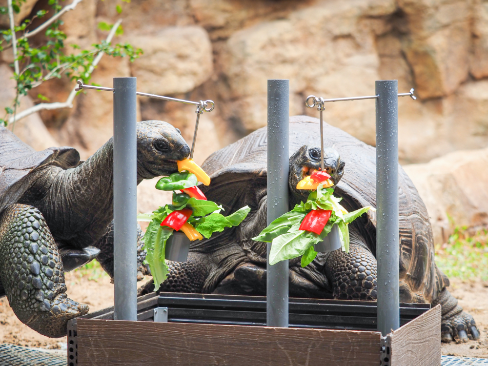 大象龜喜歡吃葉菜及彩椒,看,吃得多滋味!
