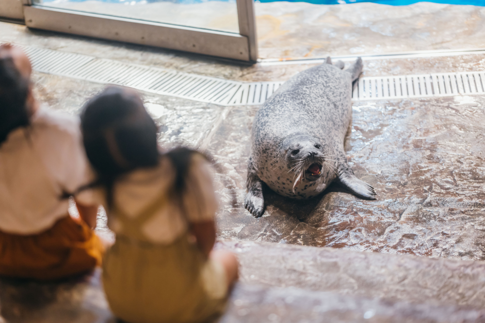 小探險隊員近距離與海豹見面,認識牠們的身體特徵。