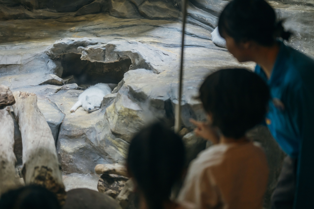 北極狐在冰天雪地生活,需要強大的適應力才可生存。