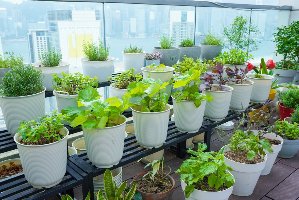 親手採摘新鮮的食用香草，同時認識種植香草的天然生態環境