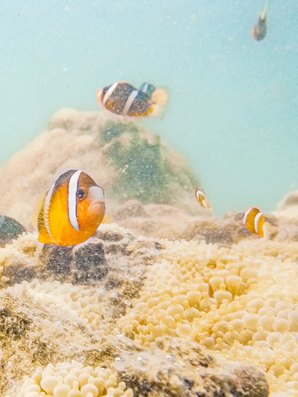 有機會同小丑魚Mo仔玩遊戲