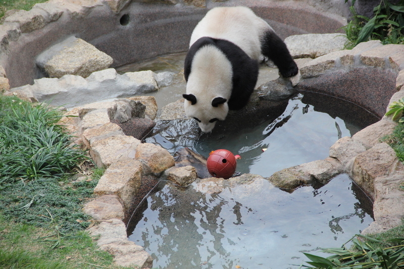 熊貓原來喜歡玩水,十分可愛
