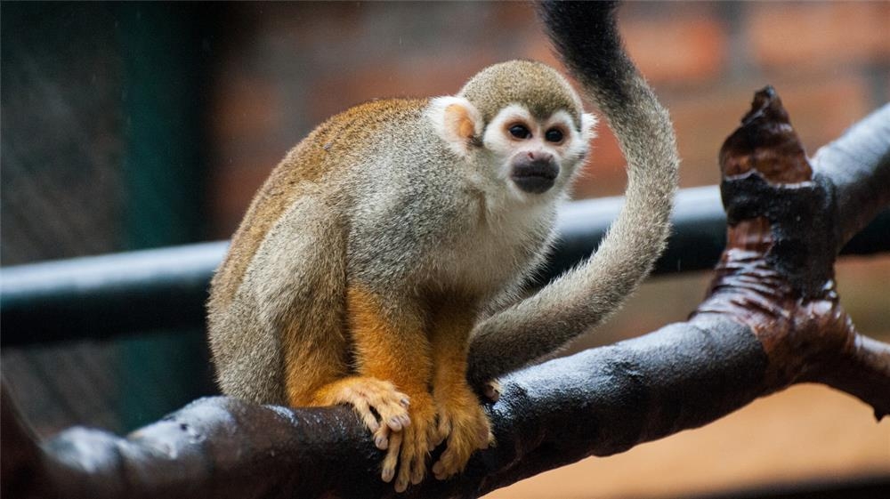 松鼠猴體形細小，動作靈敏，主要於樹上棲息活動