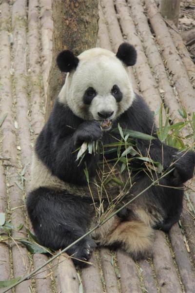館內居住了熊貓開開、心心以及牠們誕下的熊貓寶寶健健和康康