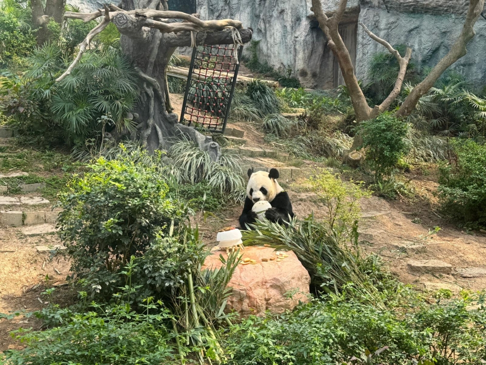 上個月，是熊貓開開的16歲生日，不少遊客一起來慶祝