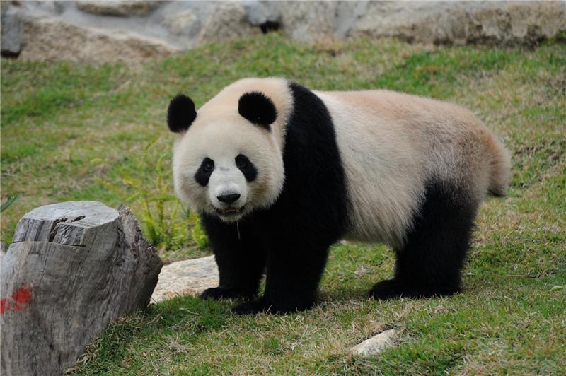 孩子們被熊貓慵懶的姿態深深吸引,百看不厭