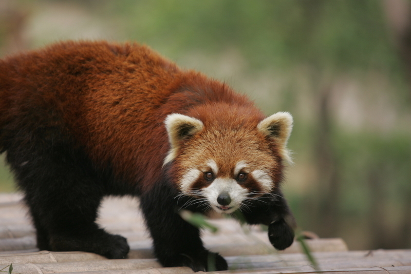 小熊貓靈動又活潑,看着牠在玩耍,十分療癒
