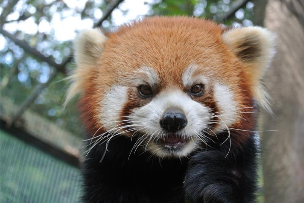 現時園內只剩下雄性小熊貓烙烙