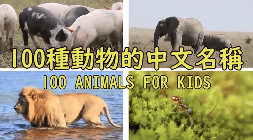 一次過介紹100種動物名稱，每種除了中文字外，還有國語拼音和英文名稱輔助