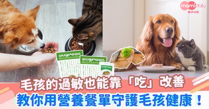 不只孩子，毛孩的過敏也能靠「吃」改善！教你用營養餐單守護毛孩健康