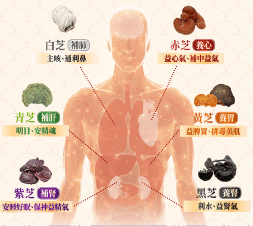 Return鹿角靈芝更結合了「6種野生靈芝」及「99.9% 破壁孢子」，全方位滋養五臟六腑，幫助媽媽極速回復精神。