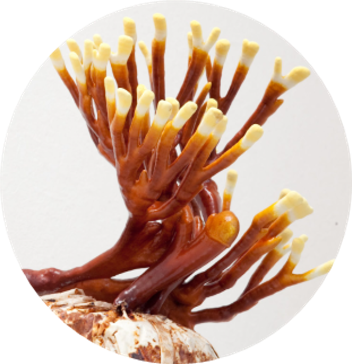 孢子是靈芝繁衍後代的種子，釋放孢子如同植物結籽後耗盡養分。